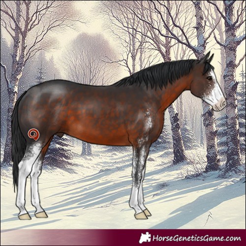 Horse Color:Brown Sabino 