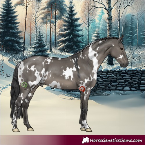Horse Color:White Spotted Grullo 