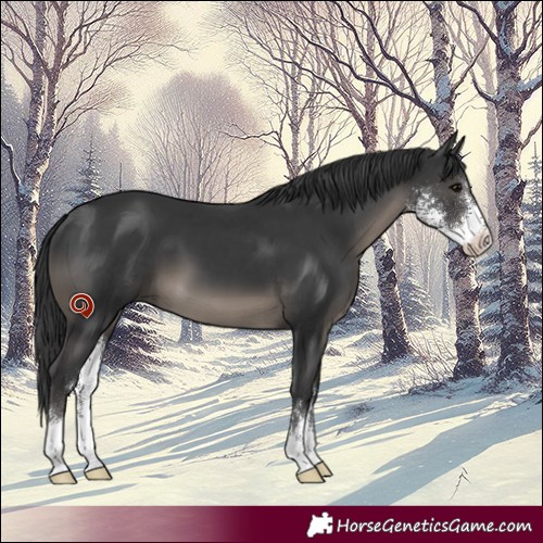 Horse Color:Black Sabino 