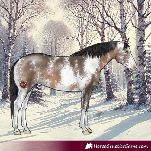 Horse Color:Brown Dun Sabino 