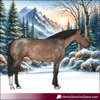 Horse Color:Brown Dun 