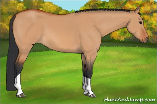 Horse Color:Unknown 