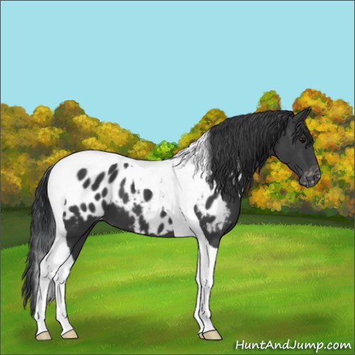 Horse Color:Black Tobiano Near Leopard