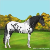 Horse Color:Black Tobiano Near Leopard 