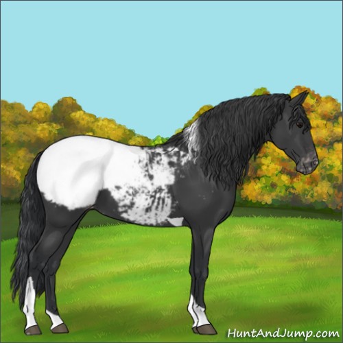Horse Color:Black Tobiano Snowcap
