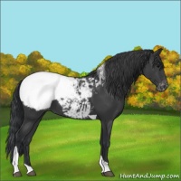 Horse Color:Black Tobiano Snowcap 