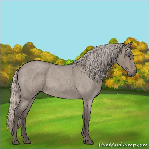 Horse Color:Silver Grullo Roan 