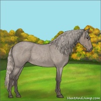 Horse Color:Silver Grullo Roan 