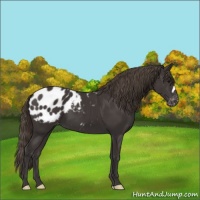 Horse Color:Smoky Black Appaloosa 