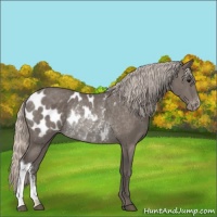 Horse Color:Silver Black Appaloosa Rabicano 