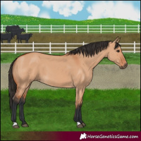 Horse Color:Bay Dun 
