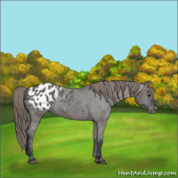Horse Color:Grullo Appaloosa 