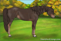 Horse Color:Liver Chestnut 