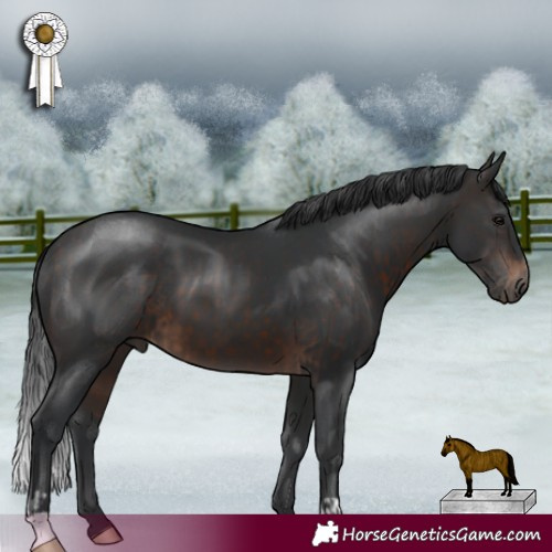 Horse Color:Brown  and Brown 