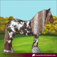 Horse Color:White Spotted Liver Chestnut 