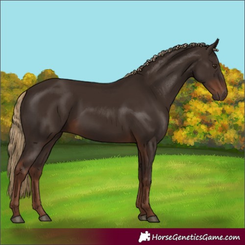 Horse Color:Liver Chestnut 