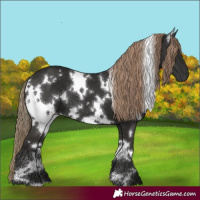 Horse Color:White Spotted Liver Chestnut 