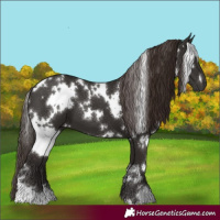 Horse Color:White Spotted Liver Chestnut