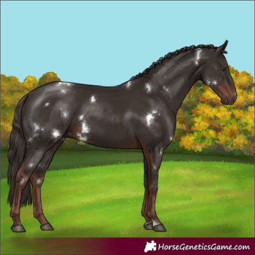 Horse Color:White Spotted Liver Chestnut 
