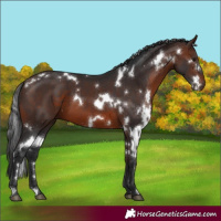 Horse Color:White Spotted Brown 