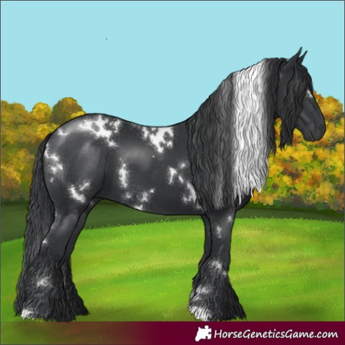 Horse Color:White Spotted Black
