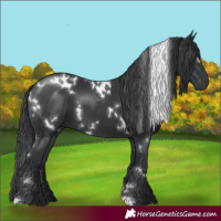 Horse Color:White Spotted Black