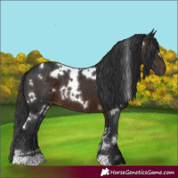 Horse Color:White Spotted Brown 