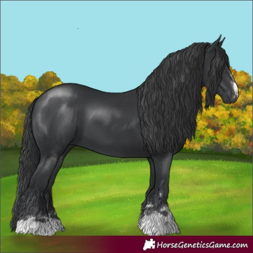 Horse Color:Black 