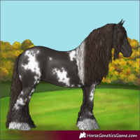 Horse Color:White Spotted Liver Chestnut 