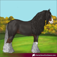 Horse Color:Liver Chestnut Splash 