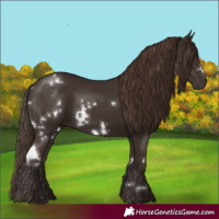 Horse Color:White Spotted Liver Chestnut