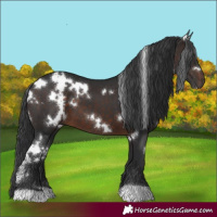 Horse Color:White Spotted Brown 