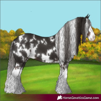 Horse Color:White Spotted Liver Chestnut Splash 