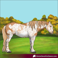 Horse Color:Chestnut Splash Frame  and Chestnut Splash Frame 