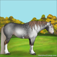 Horse Color:Gray White Spotted Liver Chestnut 