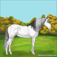 Horse Color:Black Sabino Splash Varnish