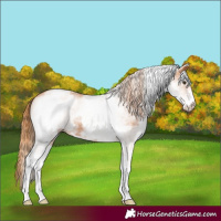 Horse Color:White Spotted Chestnut 