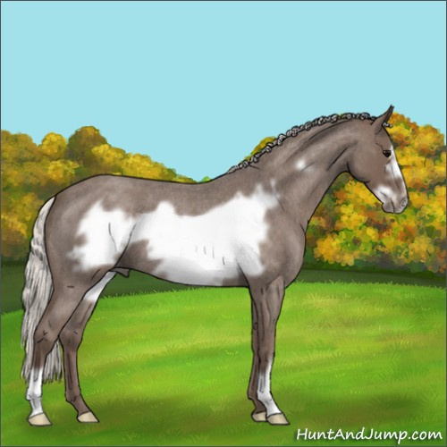 Horse Color:Silver Blue Roan Frame