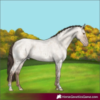 Horse Color:Classic Champagne Ice Roan Dun 