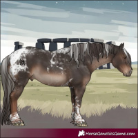 Horse Color:Liver Chestnut Tobiano 