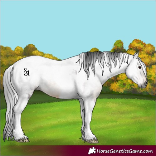 Horse Color:Gray Brown Tobiano 