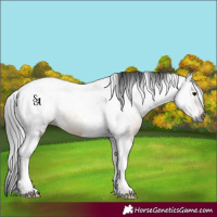 Horse Color:Gray Brown Tobiano 