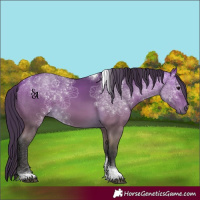 Horse Color:Buckskin Tobiano 