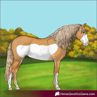 Horse Color:Palomino Dun Frame 
