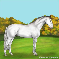 Horse Color:White Spotted Silver Black 