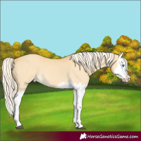 Horse Color:Palomino Dun Splash
