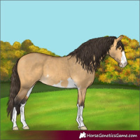 Horse Color:Buckskin Dun 
