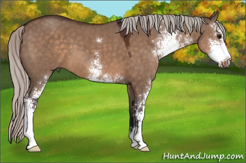 Horse Color:Silver Brown Dun Sabino 