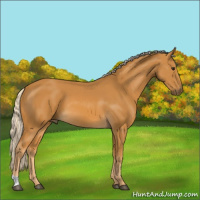 Horse Color:Palomino 