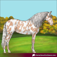 Horse Color:Silver Amber Champagne Appaloosa